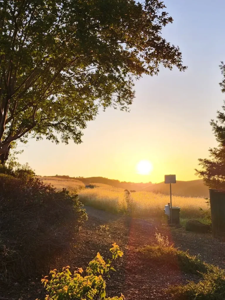 Sunlight over a path in the meadow