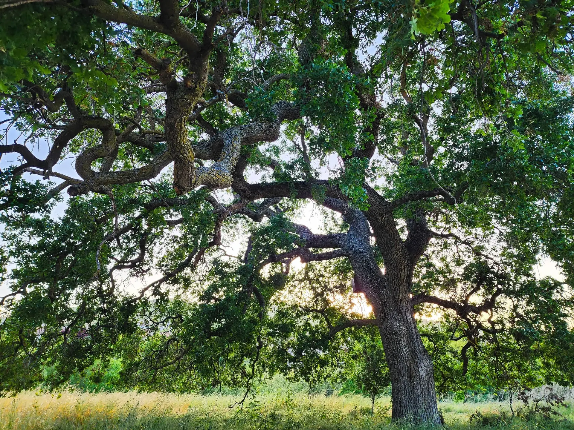 Live oak with sunlight coming through the leaves
