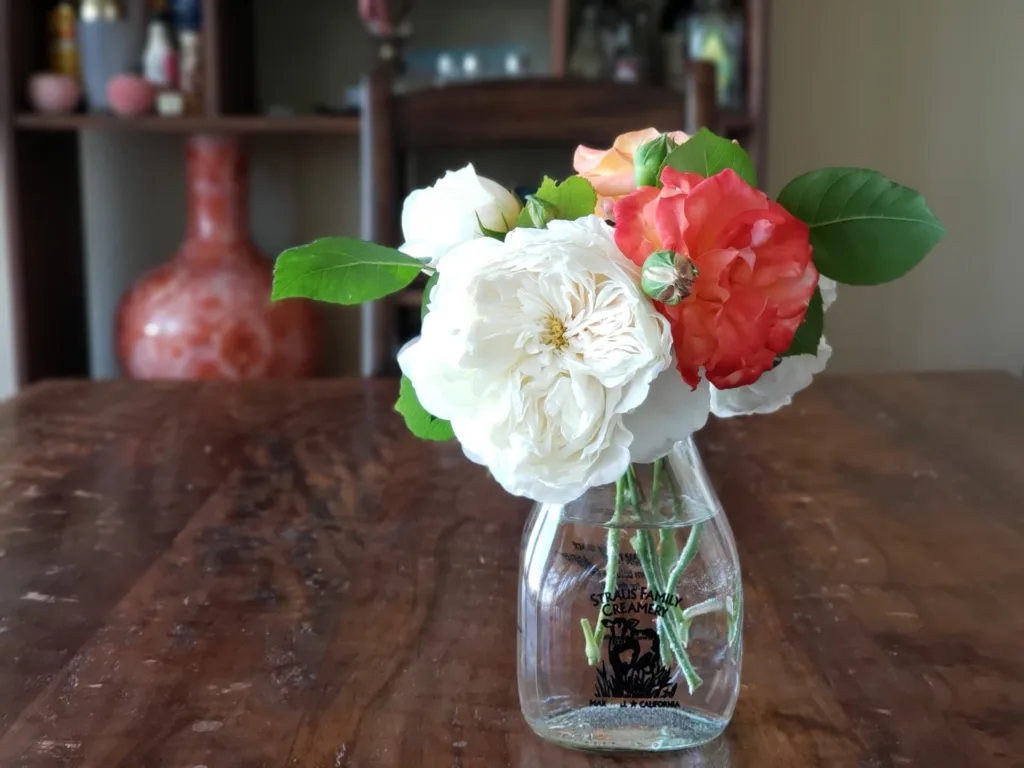 wild roses arranged in a milk bottle in Berkeley, California