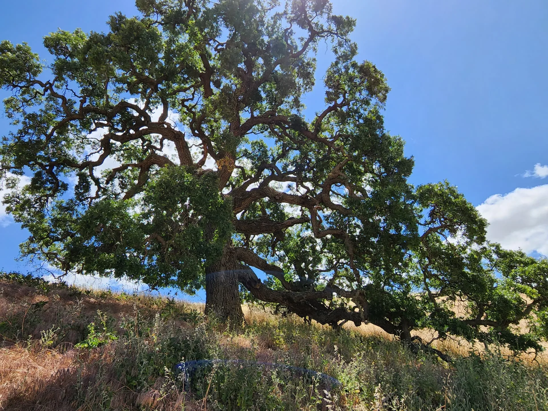 A photo of a coast live oak tree with sunlight shining through the leaves on a hill in California
