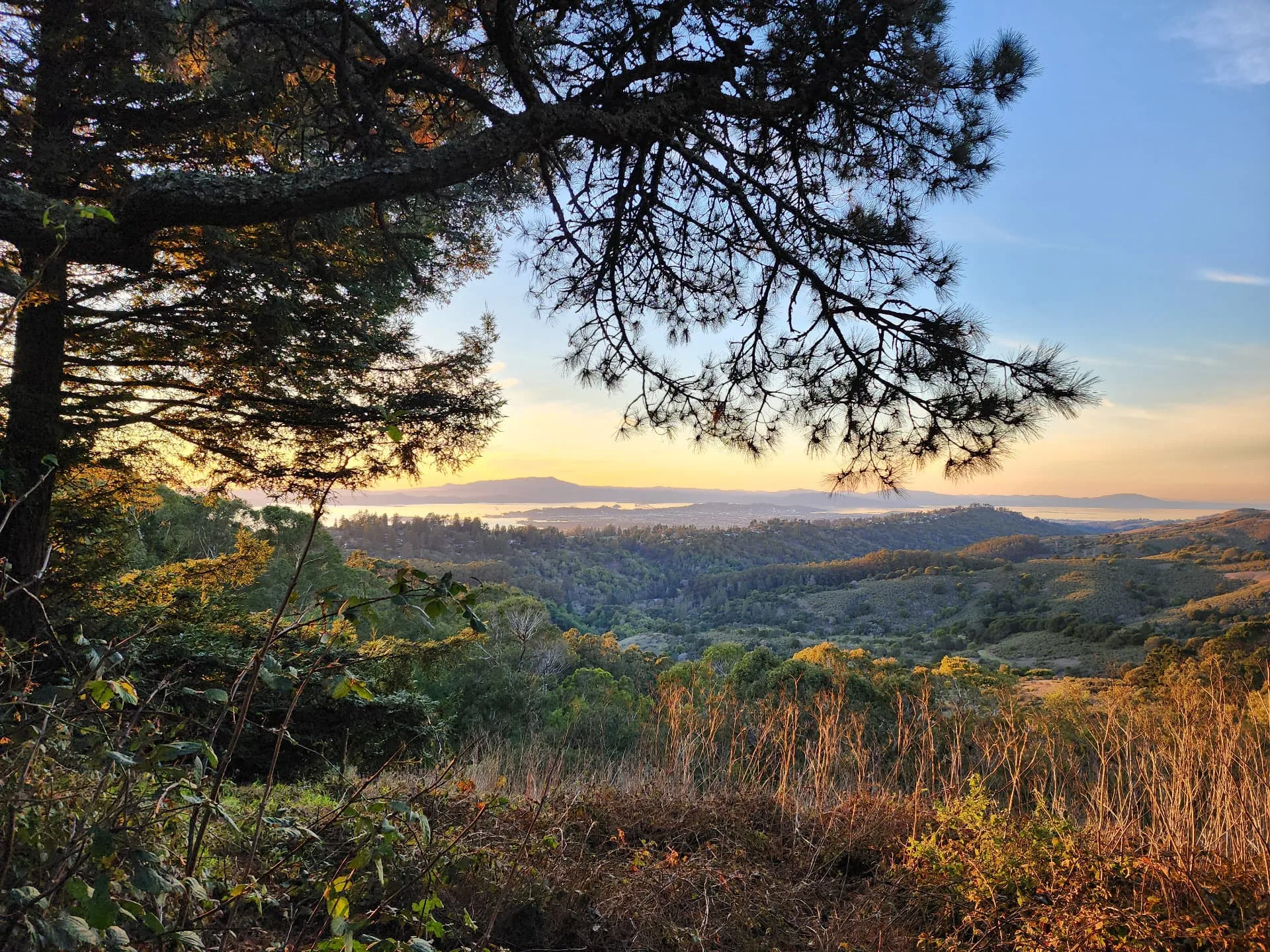 A view of Mount Tamalpais and the San Francisco Bay from Tilden Park in Berkeley