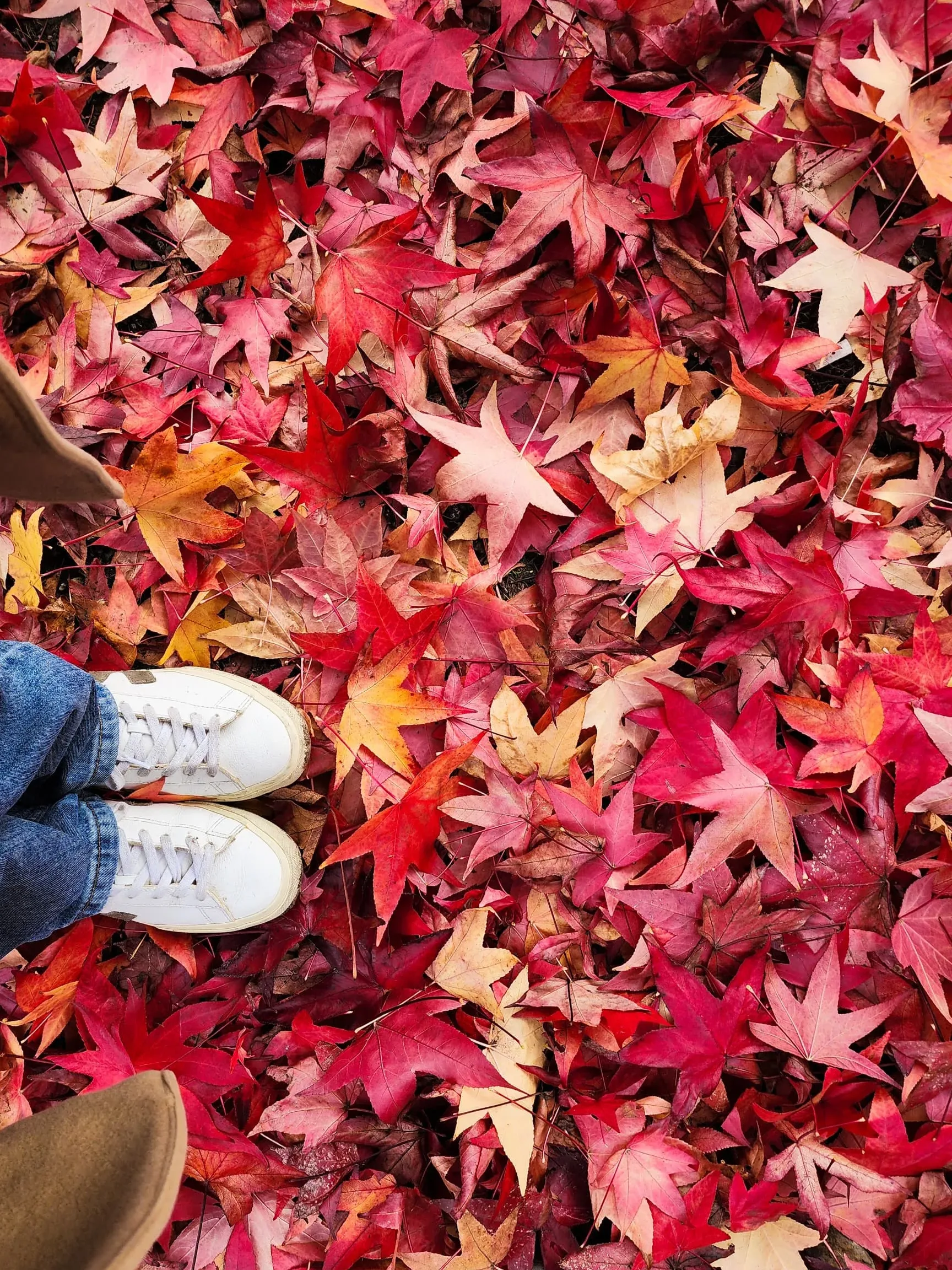 standing in a pile of red maple leaves