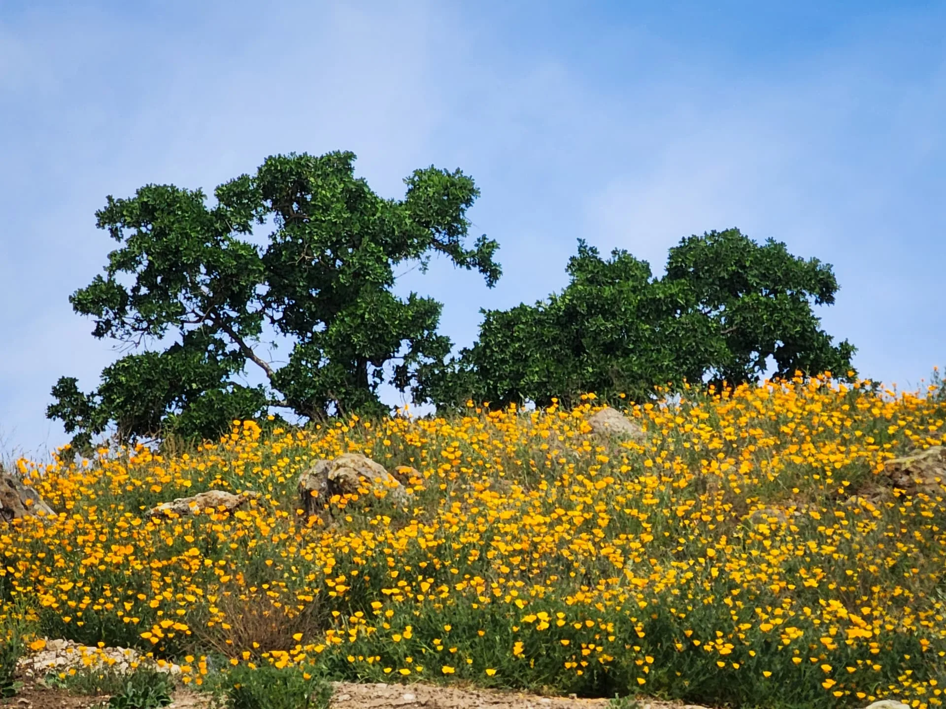A field of California poppies