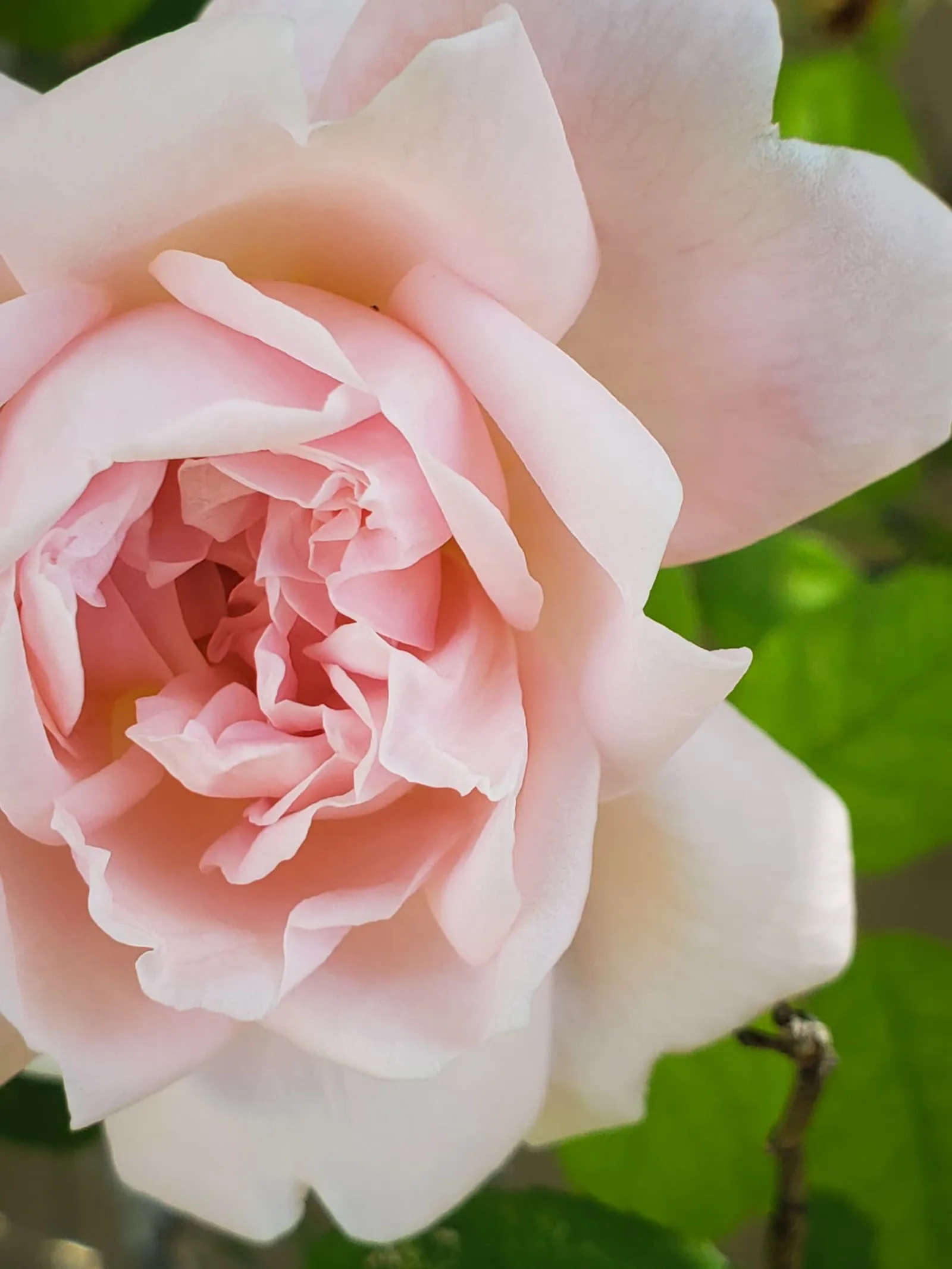 Close up of a pale pink wild rose